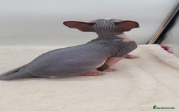 Sphynx gatos en venta: Machito bicolor  - Anuncio 4