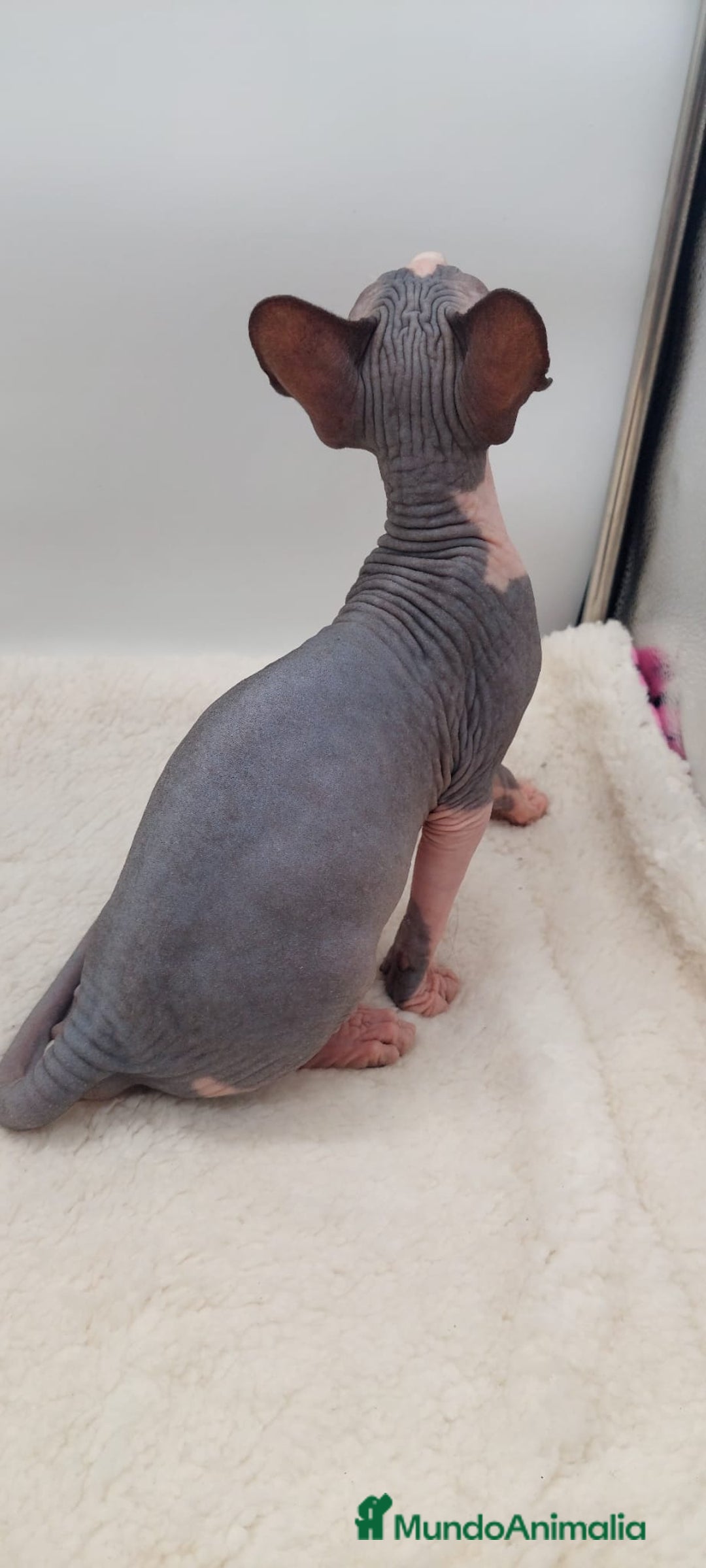Sphynx gatos en venta: Machito bicolor  - Anuncio 4