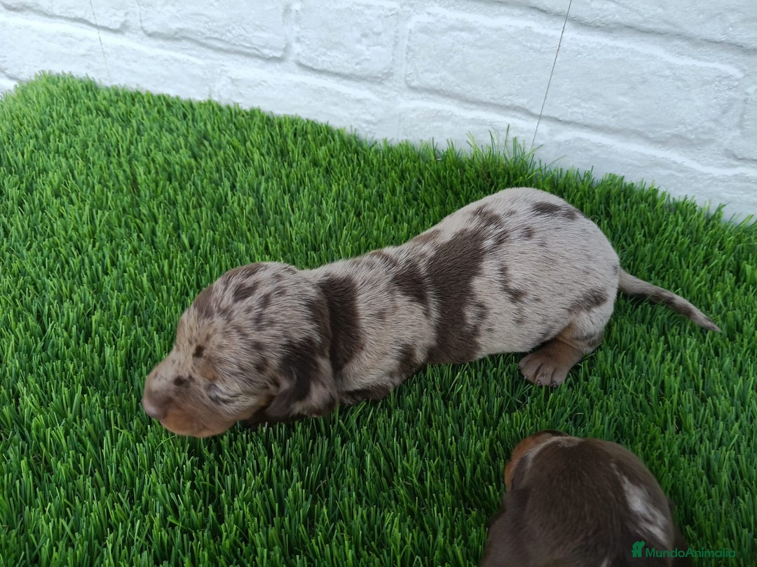 Teckel Miniatura perros en venta: TECKEL ARLEQUÍN CHOCOLATE  - Imagen 6