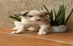 Border Collie perros en venta: BORDER COLLIE MACHO - Imagen 1