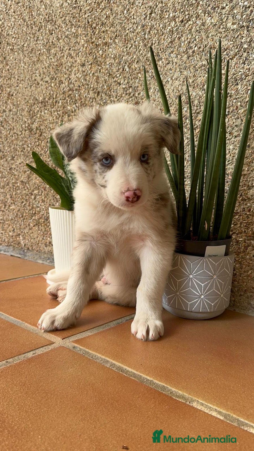 Border Collie perros en venta: BORDER COLLIE MACHO - Imagen 1