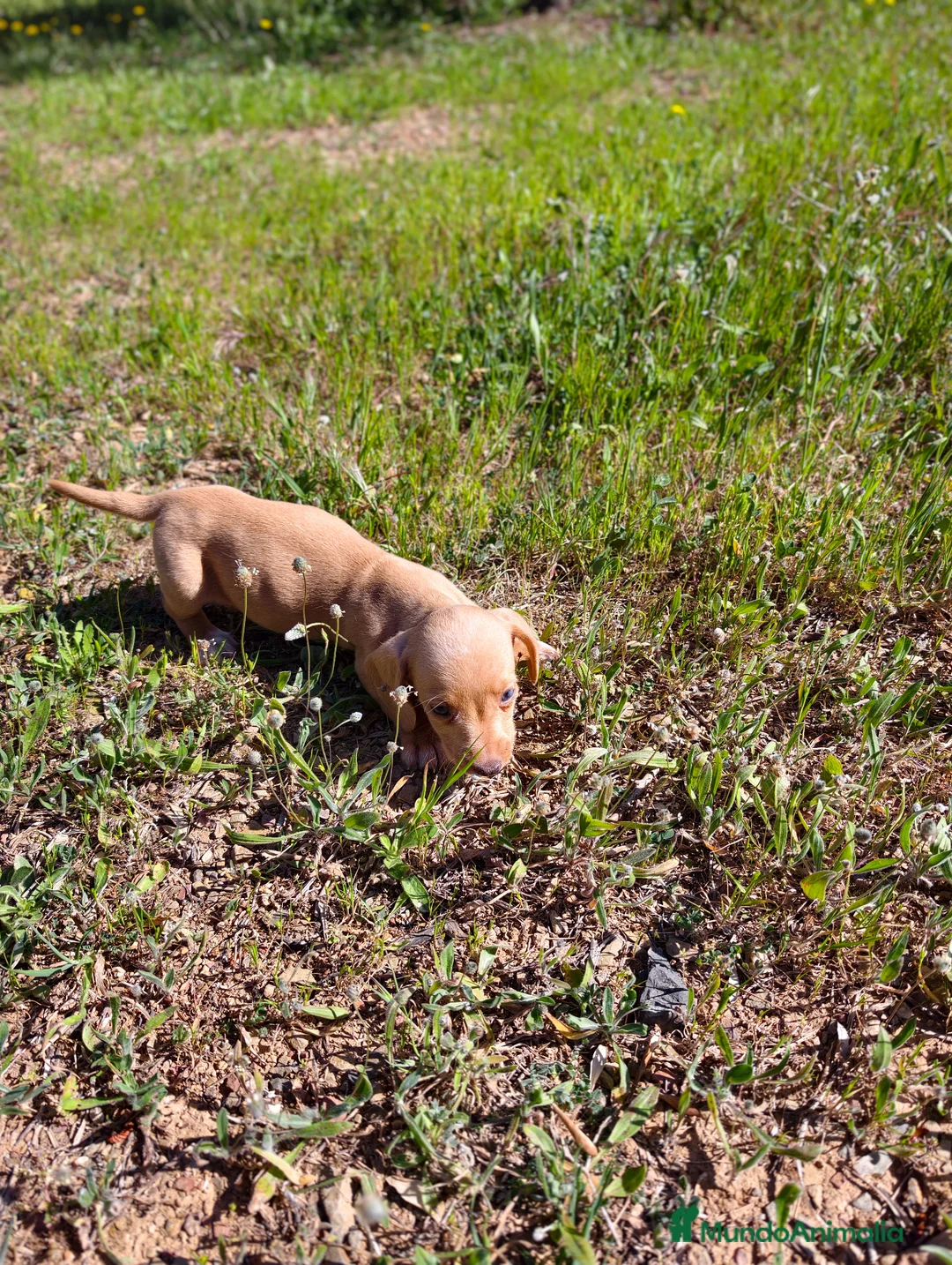 Teckel Miniatura perros en venta: Teckel macho kanichen  - Anuncio 7