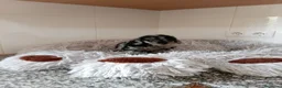 Caniche Toy perros en venta: Caniche toy - Anuncio 6