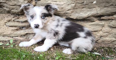 Border Collie perros - Anuncio 1