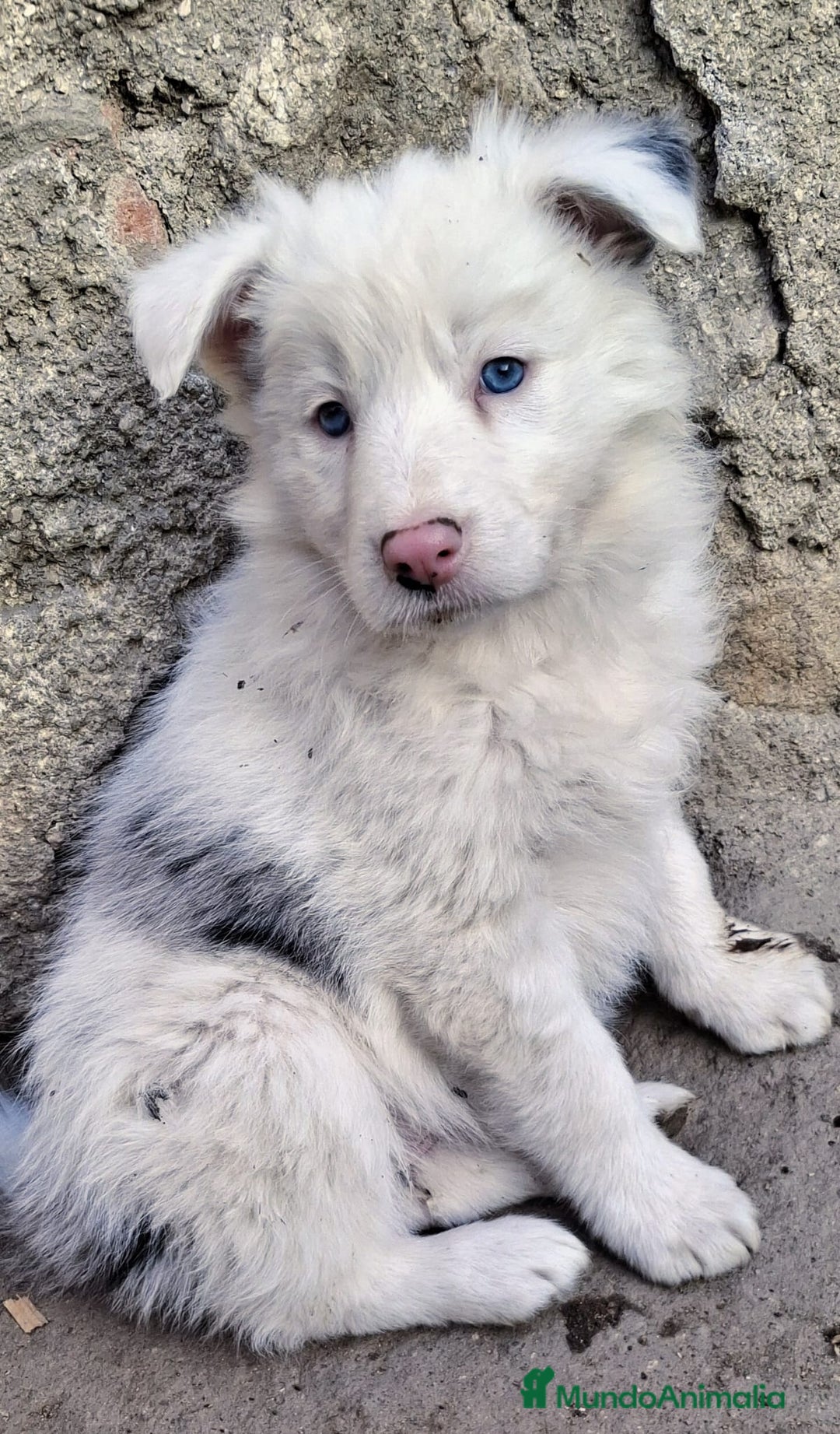 Border Collie perros en venta: Boder collie Móstoles  - Anuncio 5