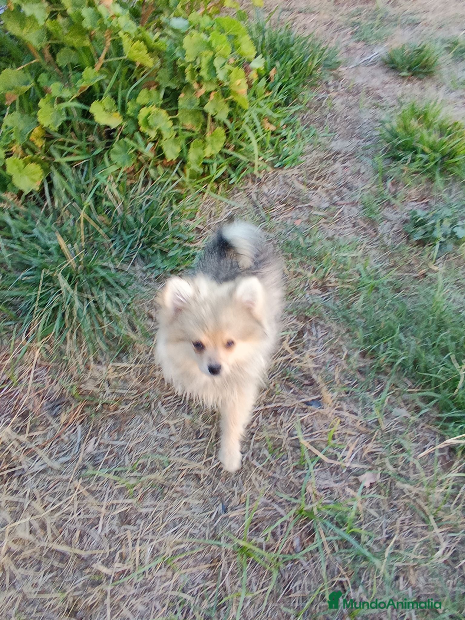Pomerania perros Pomerania  - Anuncio 2