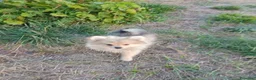 Pomerania perros en venta: Pomerania  - Anuncio 1