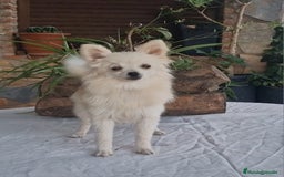 Pomerania perros en venta: Hembra pomerania toy adopción  - Imagen 6
