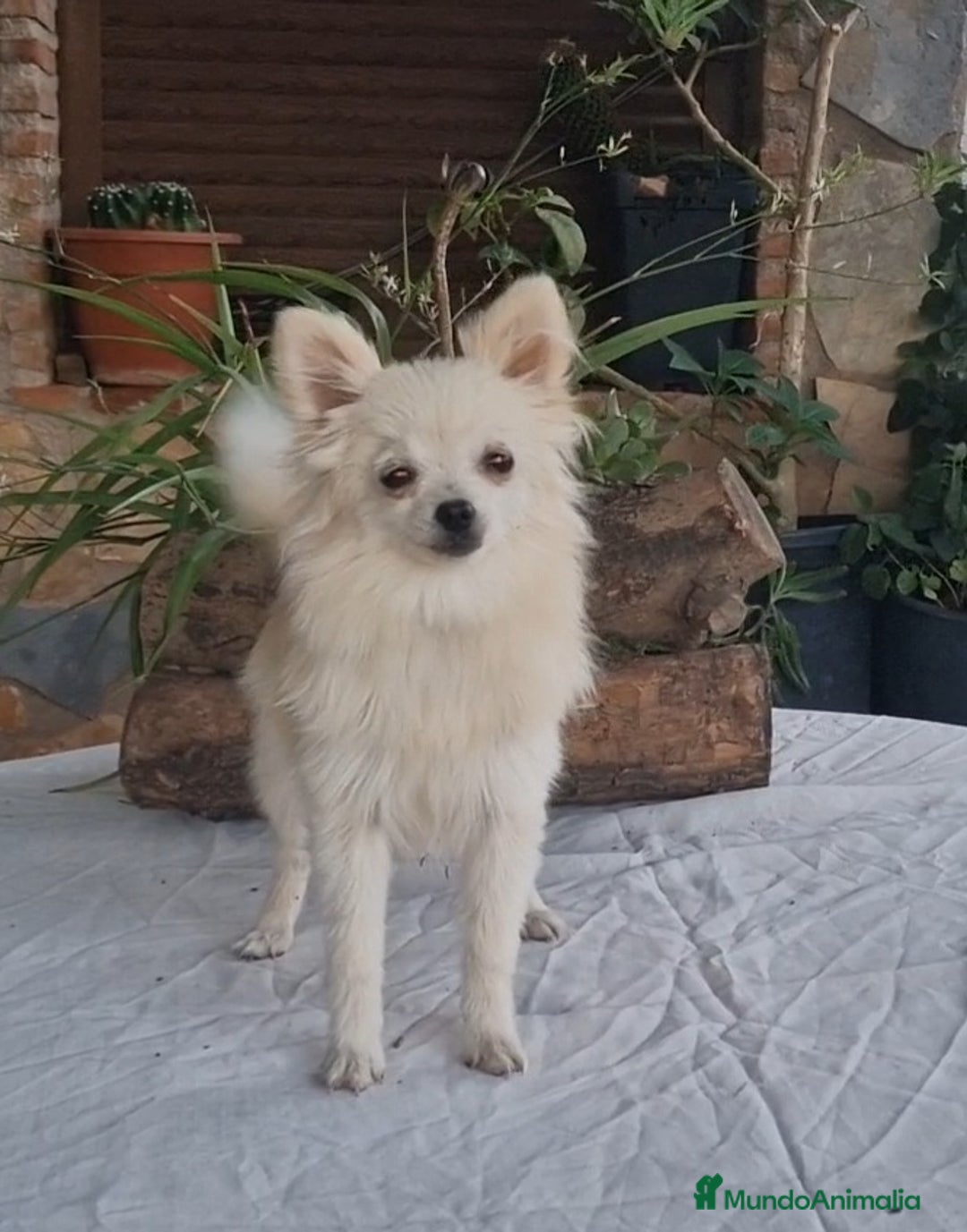 Pomerania perros en venta: Hembra pomerania toy adopción  - Imagen 6