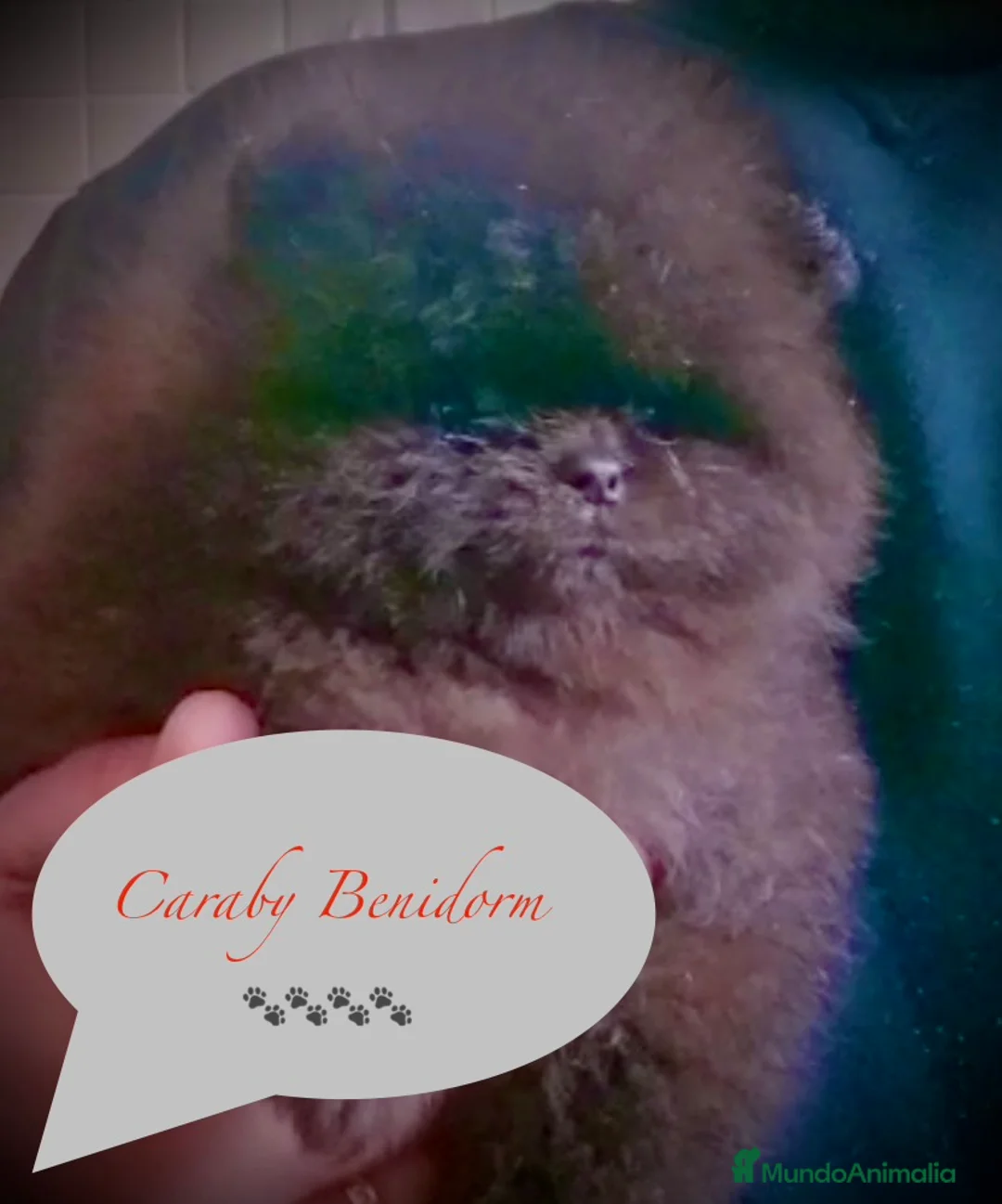 Pomerania perros en venta: Pomerania Caraby Benidorm  - Anuncio 2