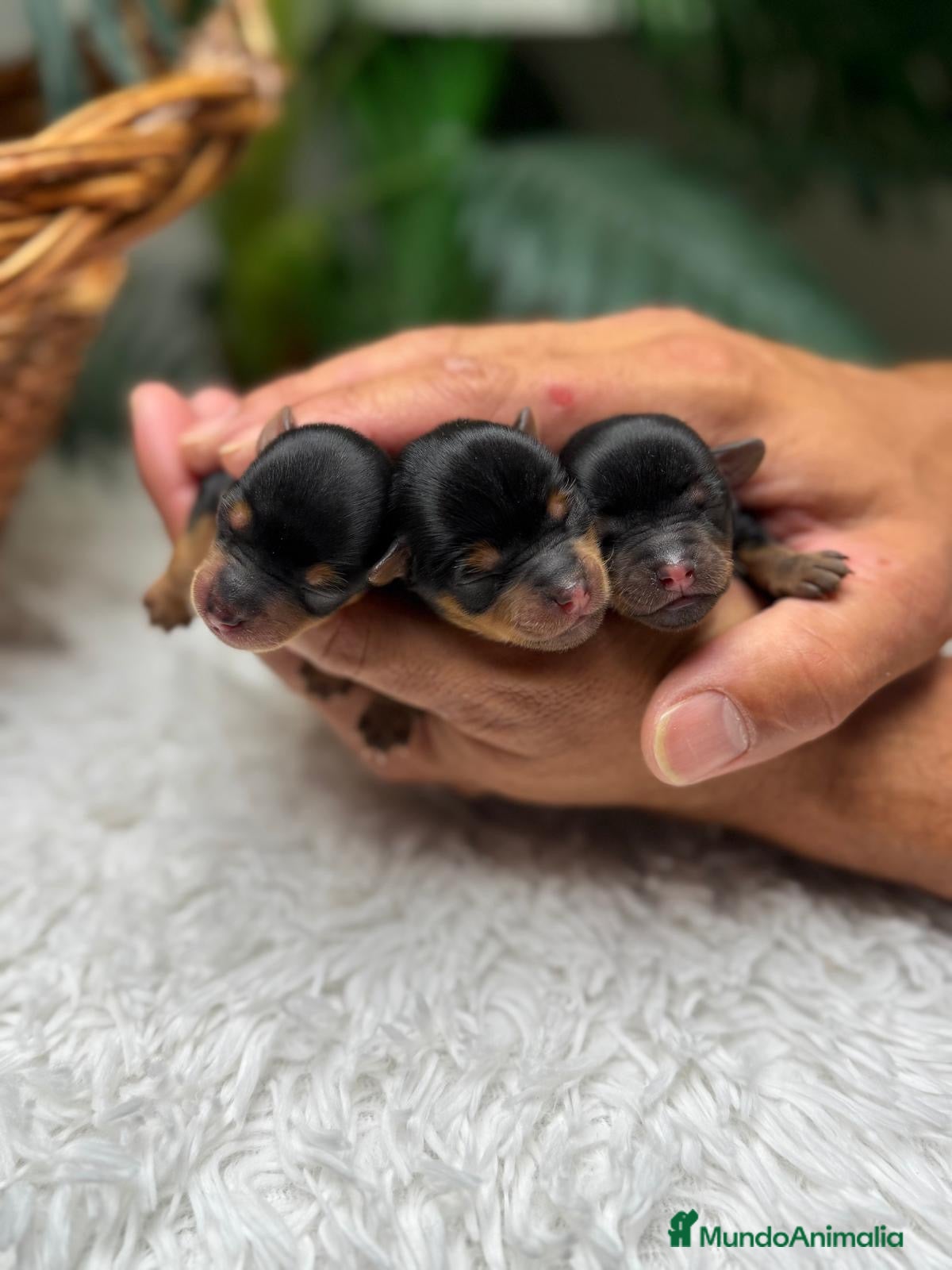 Yorkshire Terrier perros en venta: YORKSHIRE TERRIER - Anuncio 9