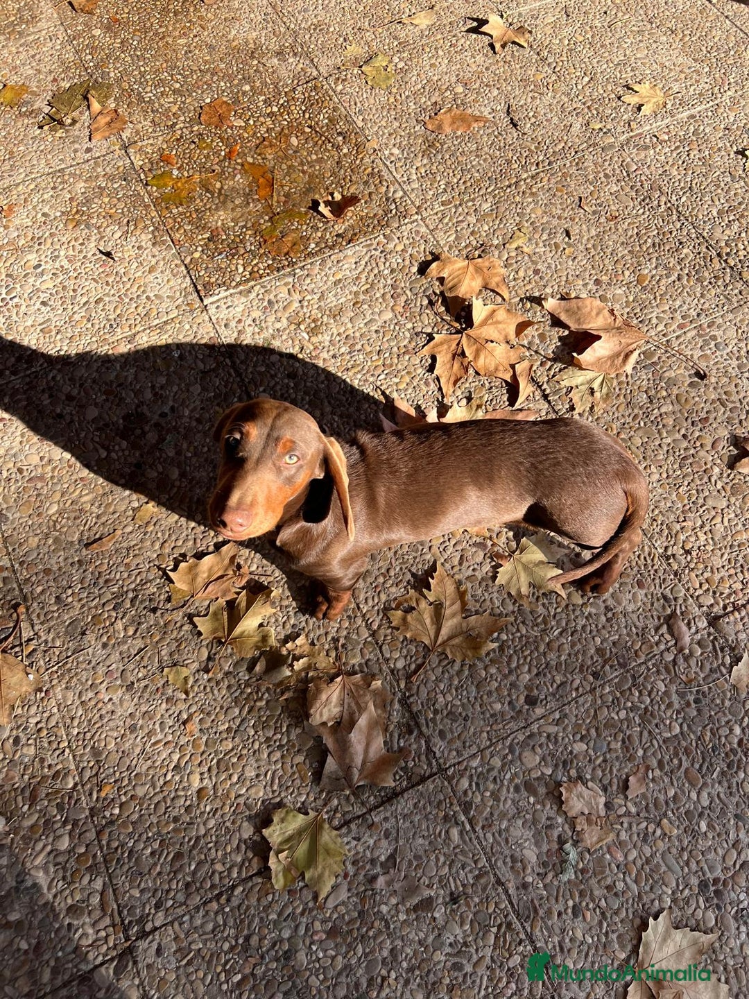 Teckel perros en venta: Macho teckel 6 meses  - Anuncio 3