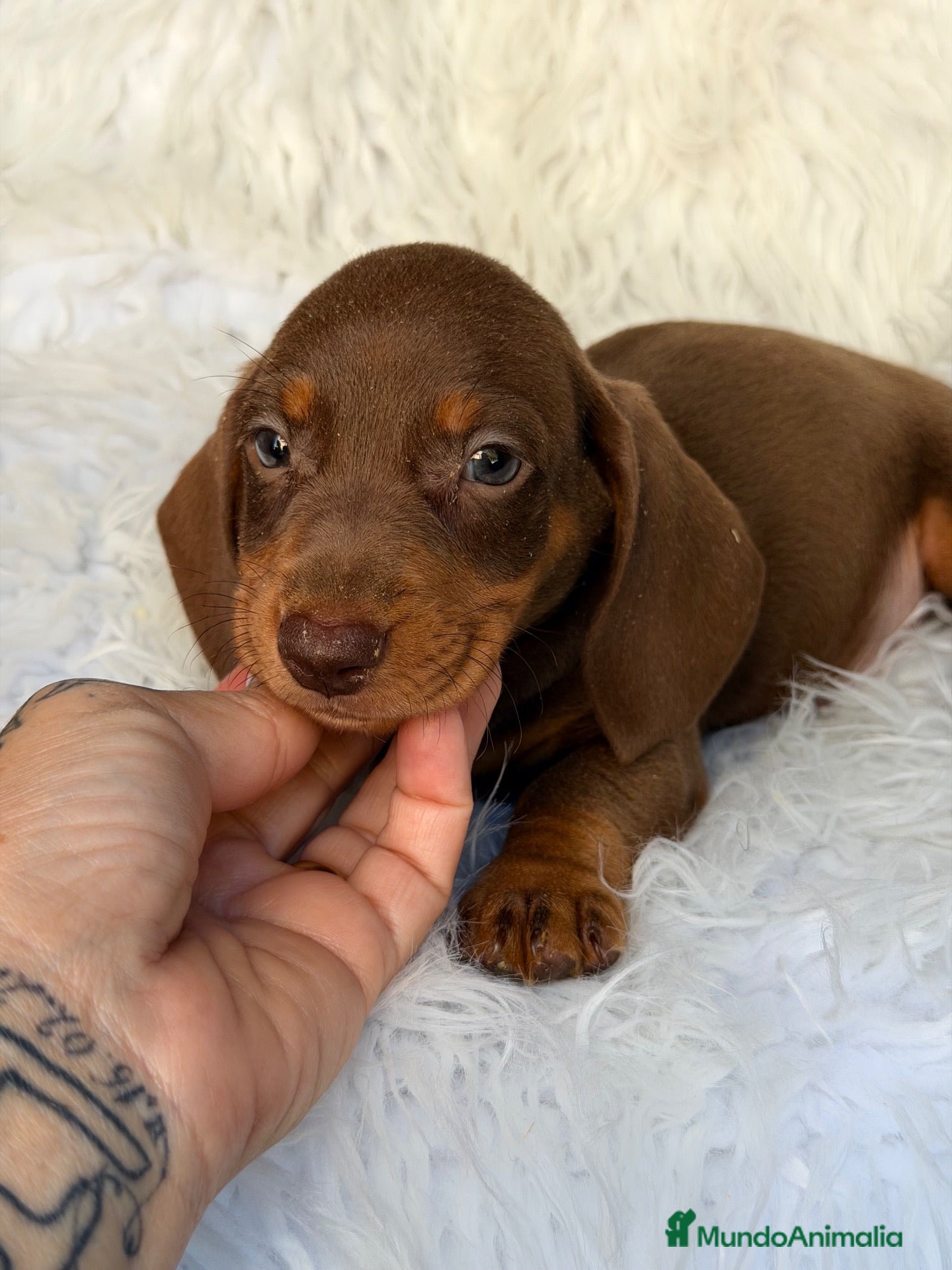 Teckel perros Teckrl miniatura de varios colores  - Anuncio 1