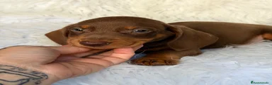 Teckel 1