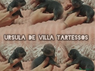 Chihuahua perros Preciosos cachorros chihuahua mini disponibles - Anuncio 4