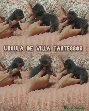 Chihuahua perros Preciosos cachorros chihuahua mini disponibles - Anuncio 12