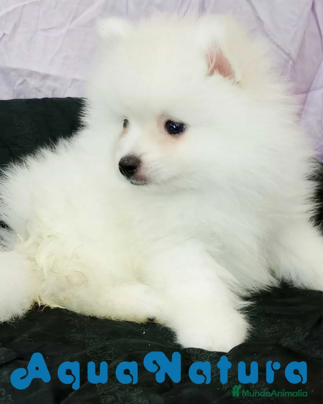 Pomerania perros en venta: Pomerania Macho 8775 - AQUANATURA en Barcelona - Anuncio 6
