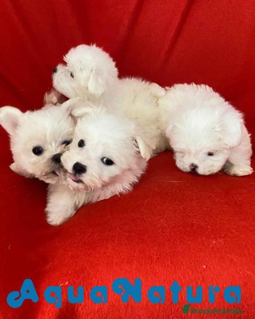Bichón Habanero perros en Barcelona - Anuncio 4