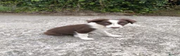 Border Collie perros en venta: Cachorros border collie chocolate! - Anuncio 13