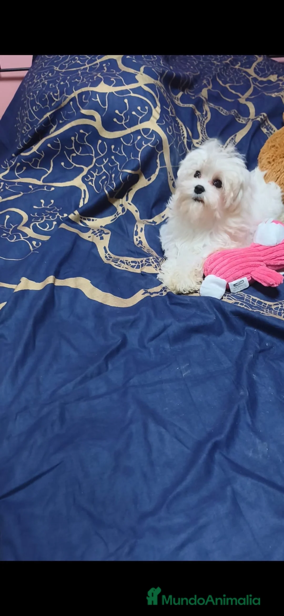 Bichón Maltés perros en venta: Bichon maltes - Anuncio 8