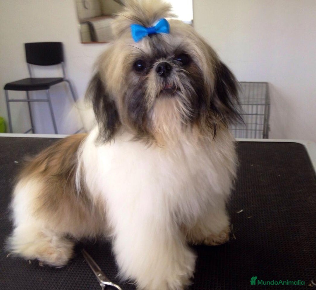Shih Tzu perros en venta: Shih Tzu muy cariñoso y juguetón!! - Imagen 2