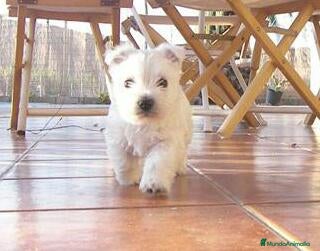 West Highland White Terrier perros Ultimo cachorito de wuesty - Anuncio 2
