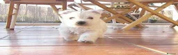 West Highland White Terrier perros en venta: Ultimo cachorito de wuesty - Anuncio 2