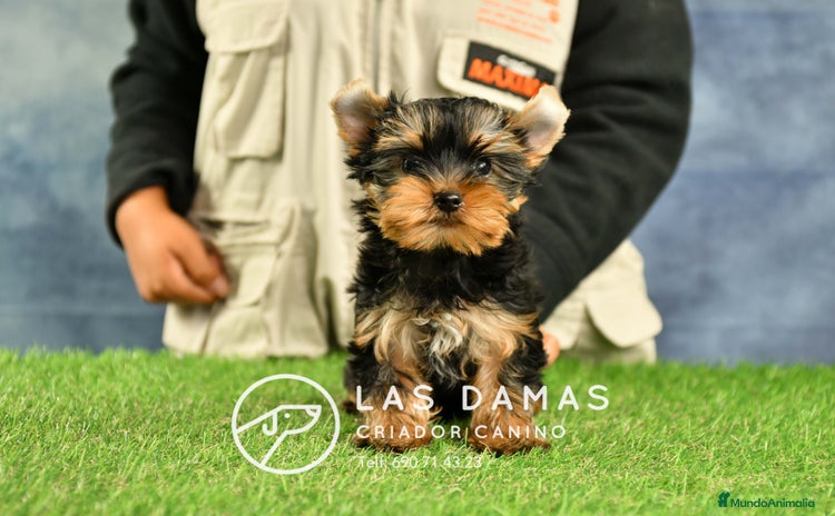 Yorkshire Terrier perros - Anuncio 1