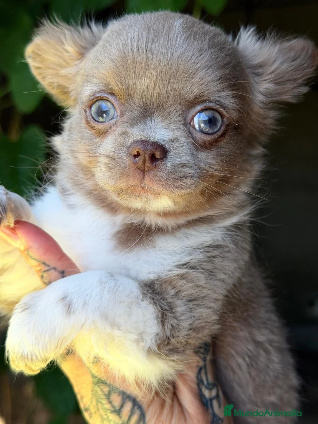 Chihuahua perros en venta: CHIHUAHUA PELO LARGO LILAC  - Anuncio 3