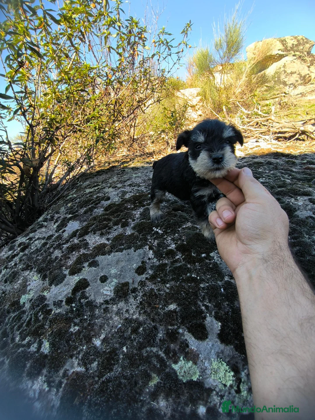 Schnauzer Miniatura perros en venta: Camada de shazaucer  - Anuncio 2