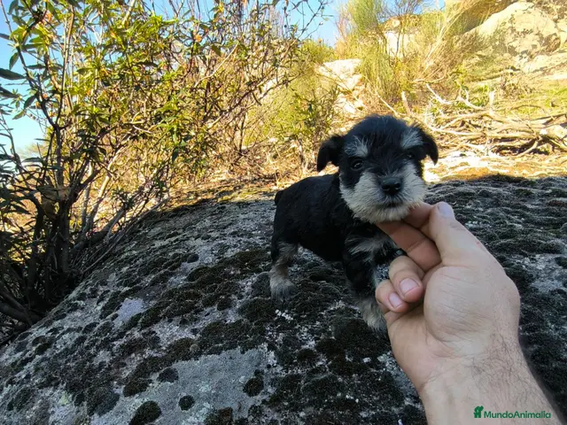 Schnauzer Miniatura perros en venta: Camada de shazaucer - Anuncio 2