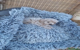 Maltipoo perros en venta: Maltipoo - Imagen 1