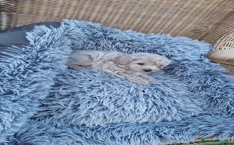 Maltipoo perros - Anuncio 3