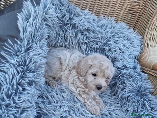 Maltipoo perros - Anuncio 1