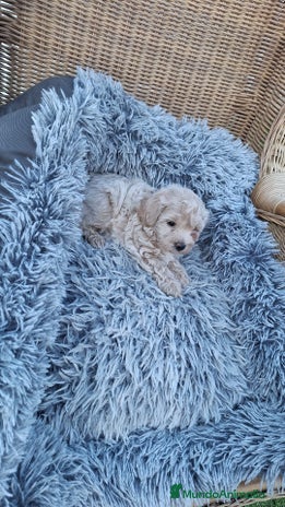 Maltipoo perros - Anuncio 1