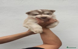 Husky Siberiano perros en venta: Último Macho Husky siberiano  - Imagen 4