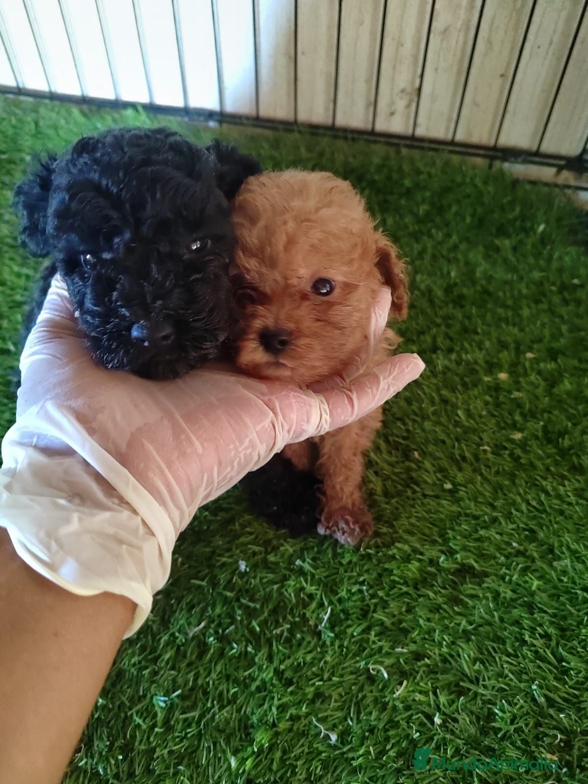 Caniche Toy perros Caniches Toys Machos Rojos y Negros - Anuncio 19