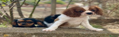 Cavalier King Charles Spaniel Cachorro 2