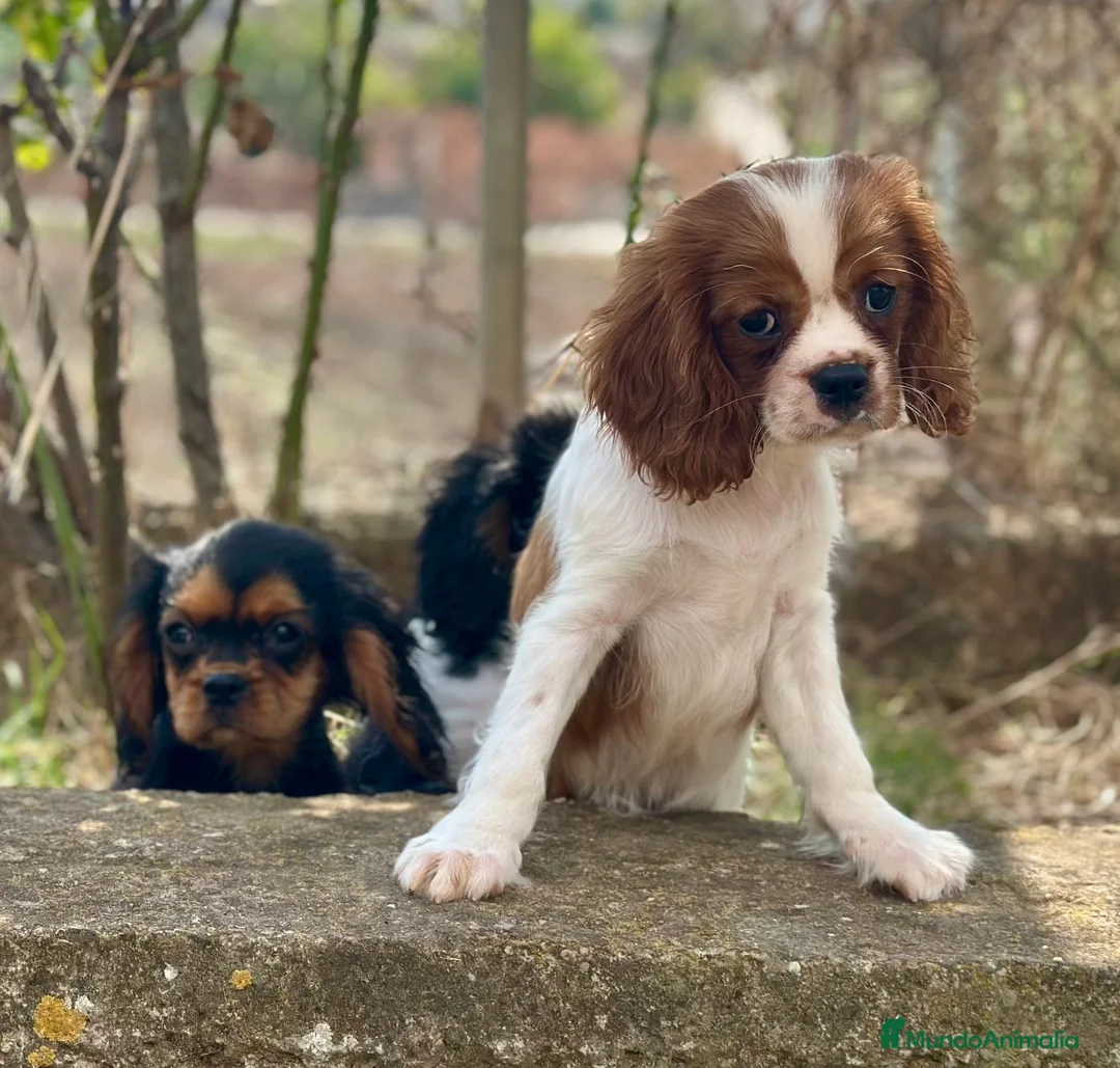 Cavalier King Charles Spaniel perros en venta: CAVALIER DISPONIBLES - Anuncio 5