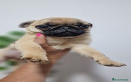 Otras razas perros en venta: Carlino Pug pura raza  - Imagen 1