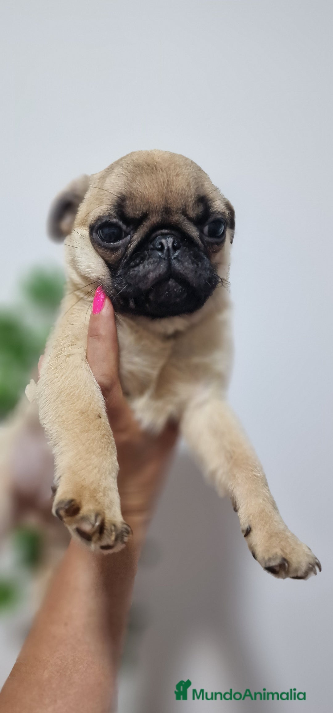 Otras razas perros en venta: Carlino Pug pura raza  - Imagen 1