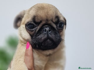 Otras razas perros - Anuncio 2