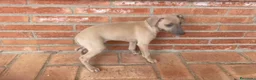 Pequeño Lebrel Italiano perros en venta: Galgo enano Italiano Macho Isabela - Anuncio 2