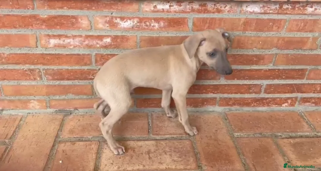 Pequeño Lebrel Italiano perros en venta: Galgo enano Italiano Macho Isabela - Anuncio 2