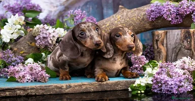 Teckel Miniatura perros - Anuncio 2