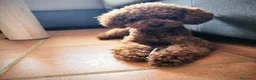 Caniche Toy perros en venta:  Caniche toy hembrita precio real - Anuncio 2