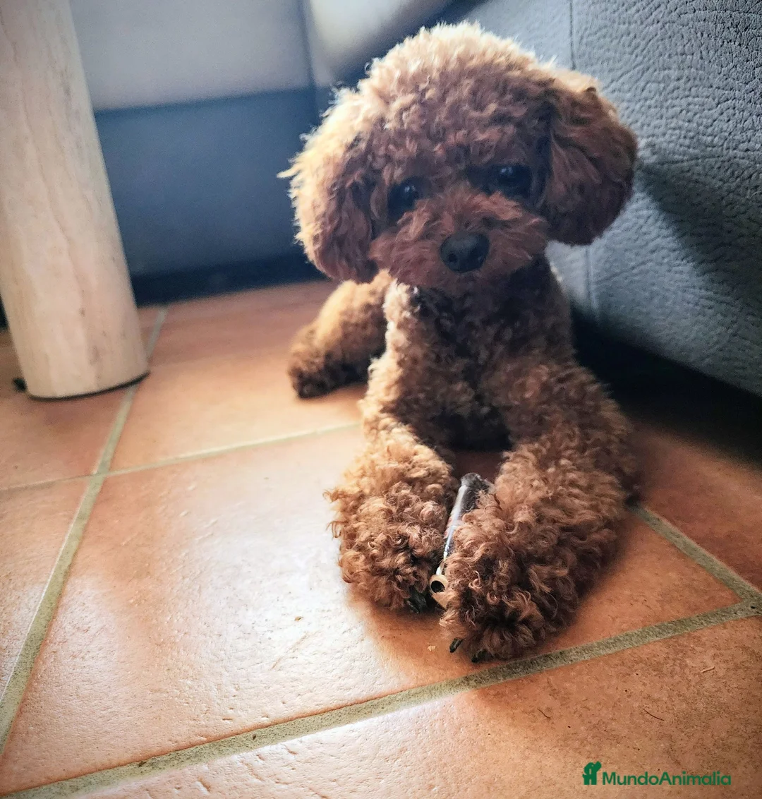 Caniche Toy perros en venta:  Caniche toy hembrita precio real - Anuncio 2