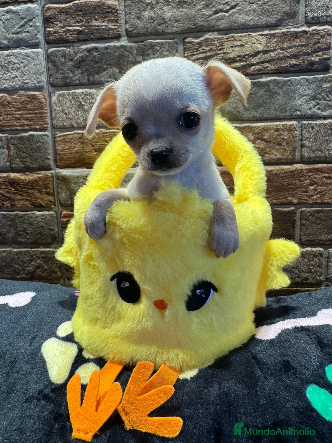 Chihuahua perros en venta: Chihuahuas minis - Anuncio 1