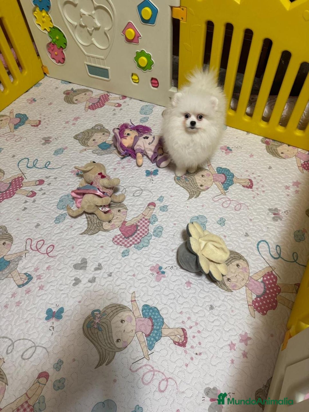 Pomerania perros en venta: Pomerania Hembra - Anuncio 2