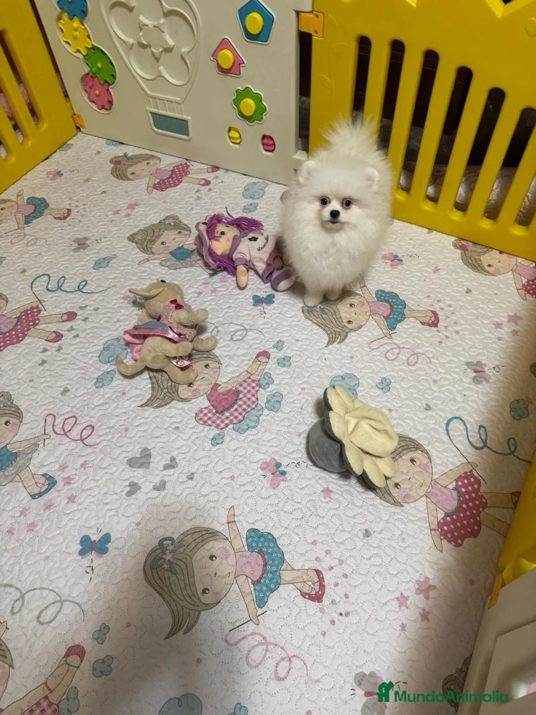 Pomerania perros en venta: Pomerania Hembra - Anuncio 2